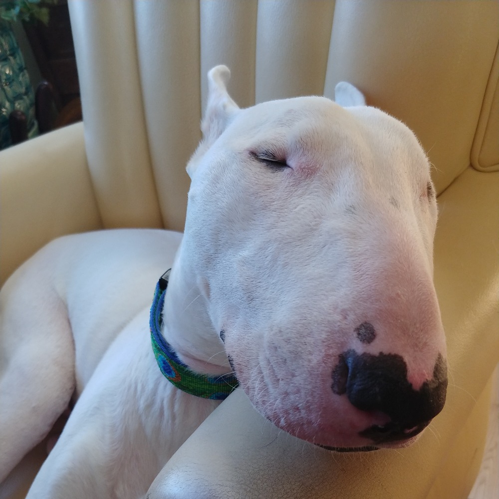 Meet your Posher, Leda